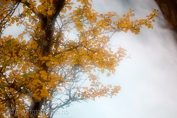 LL2409_042_1280_C