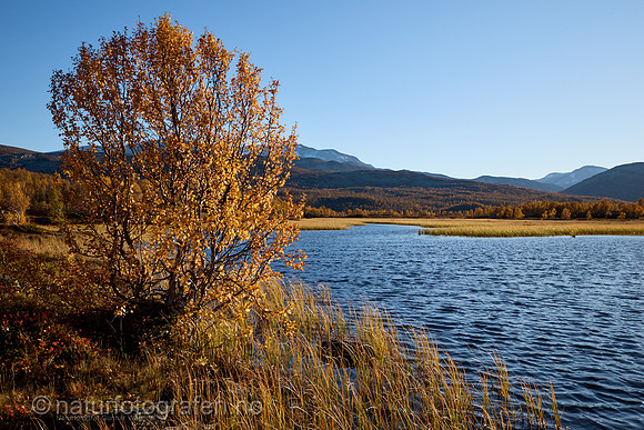 LL2406_128_1200_C