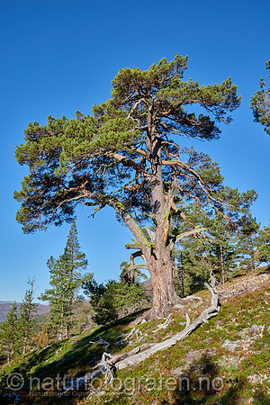 LL2406_011_1200_C