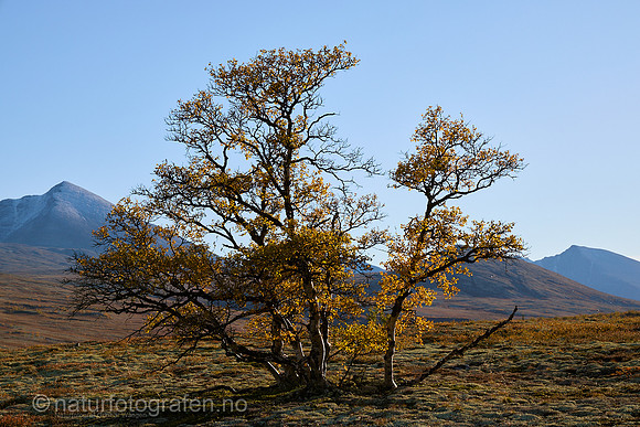 LL2505_040_1280_C