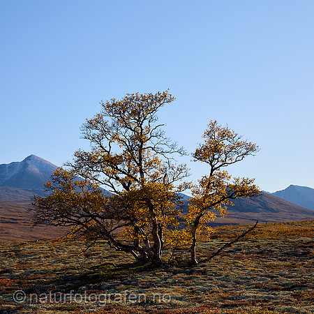 LL2505_043_1x1_1280_C