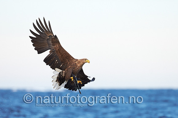 FA1301_118_900_C