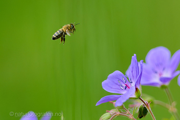 MA26_062_1280_C