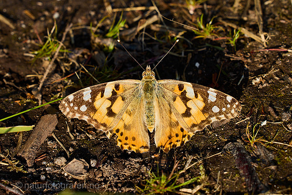 MA26_070_1280_C
