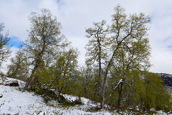 LE26_030_1280_C