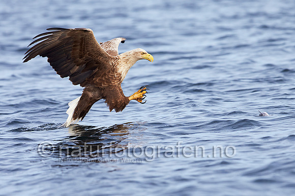 FA1313_170_900_C