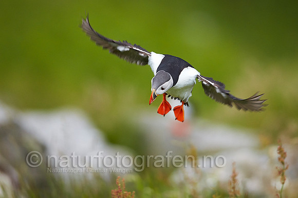 FA1306_504_900_C