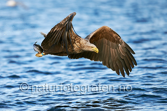 FA1313_111_900_C