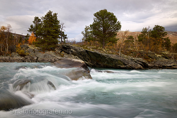 LL2406_185_1200_C
