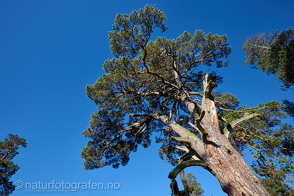 LL2406_016_1200_C