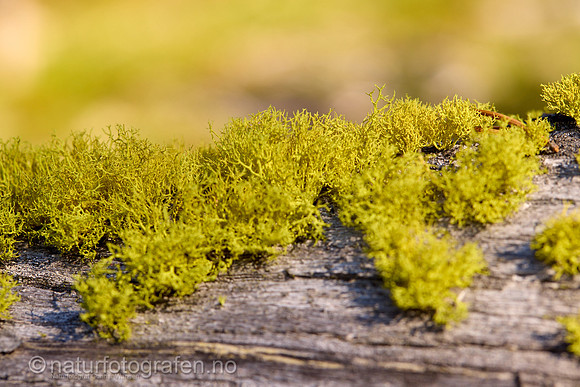 LL2406_019_1200_C