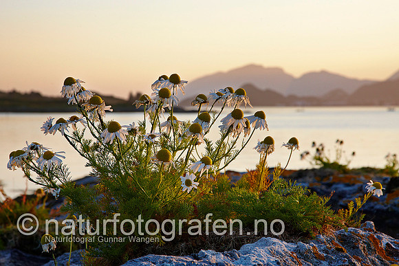 D_LA0811_008_900_C