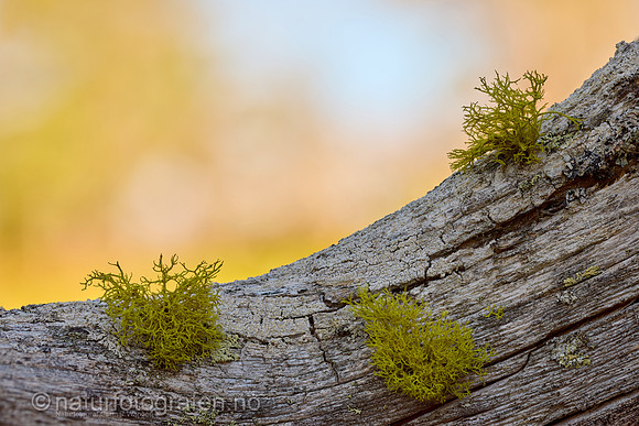 LL2406_023-040_1200_C