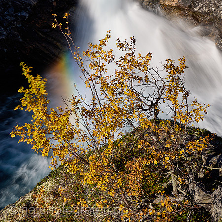 LL2406_115_1x1_1200_C