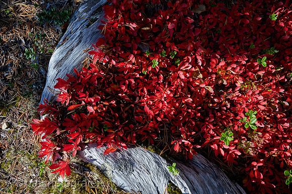 LL2406_098_1200_C