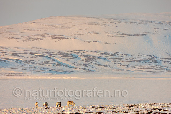 D_EA0901_493_900_C