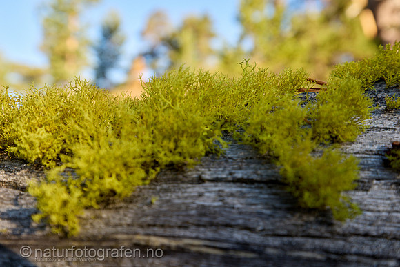 LL2406_018_1200_C